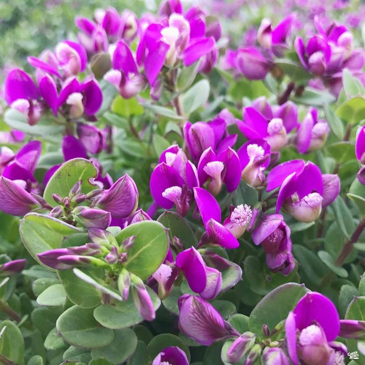 purple flowers are blooming in the garden