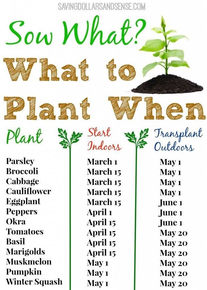 When To Start Flower Seeds Indoors Chart