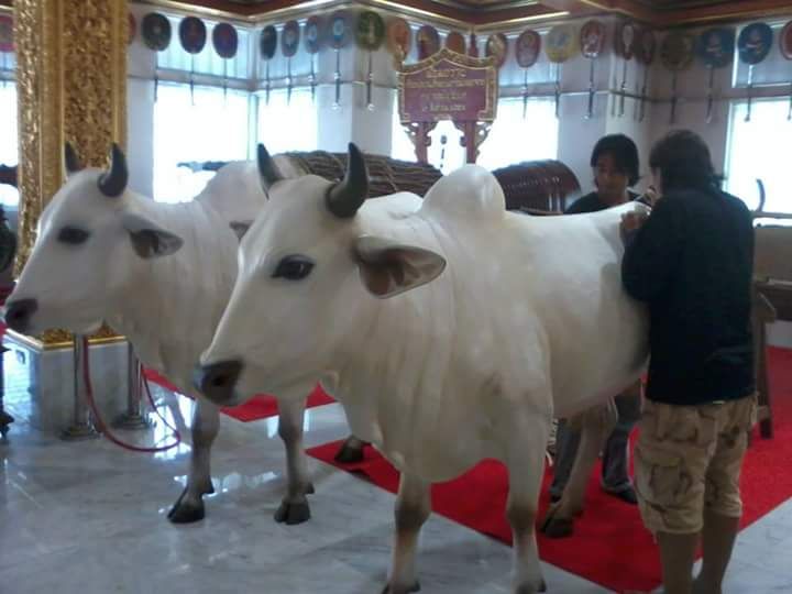 two white cows standing next to each other on a red carpet