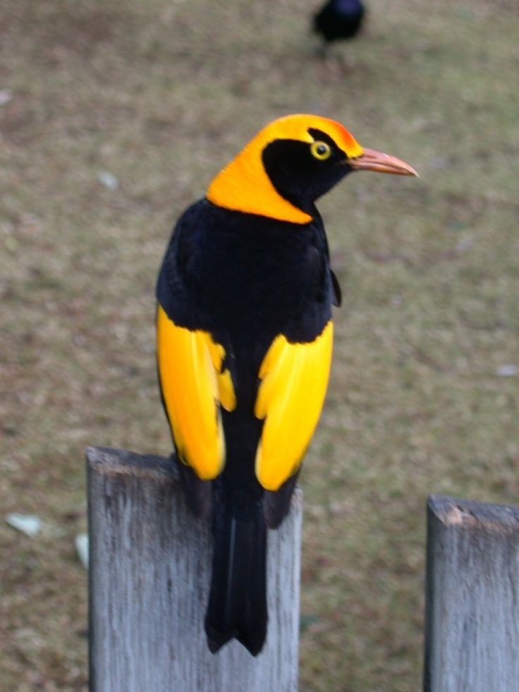 a black and yellow bird sitting on top of a wooden post