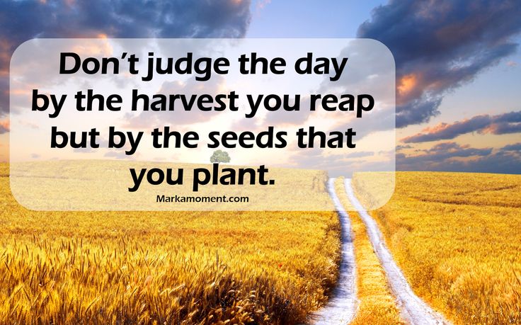 a wheat field with a quote on it saying don't judge the day by the harvest you reap but by the seeds that you plant