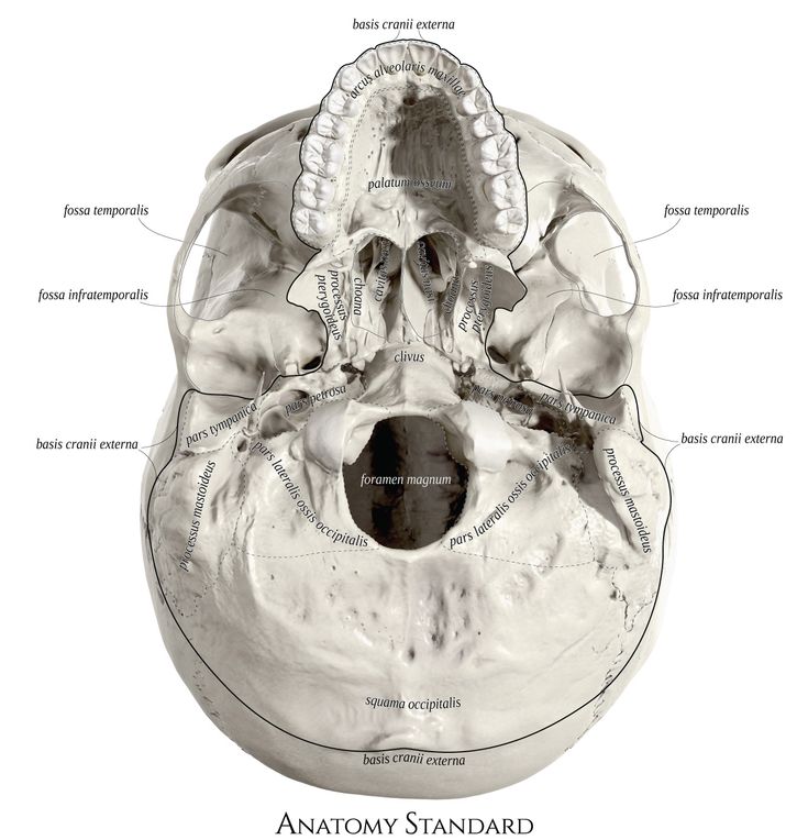 The Topography Of The Base Of Skull Skull Head Anatomy Anatomy