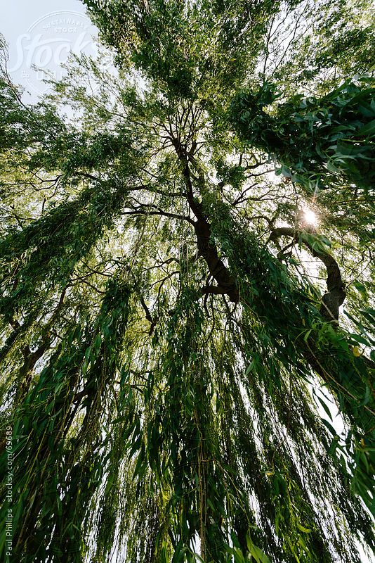 looking up at the top of a tall tree