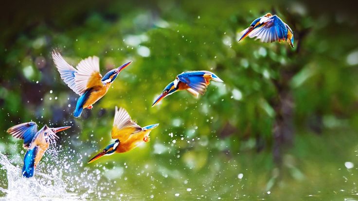 several colorful birds are flying in the air above water and trees with green leaves behind them