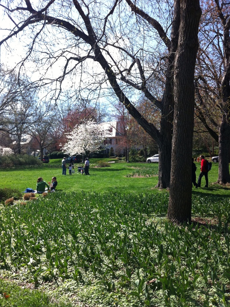 people are sitting on the grass in a park with tall trees and green grass around them