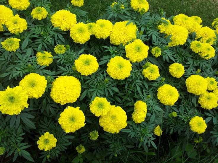 yellow flowers are blooming in the garden