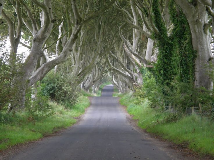 the road is lined with trees that have been turned to look like they are straight ahead