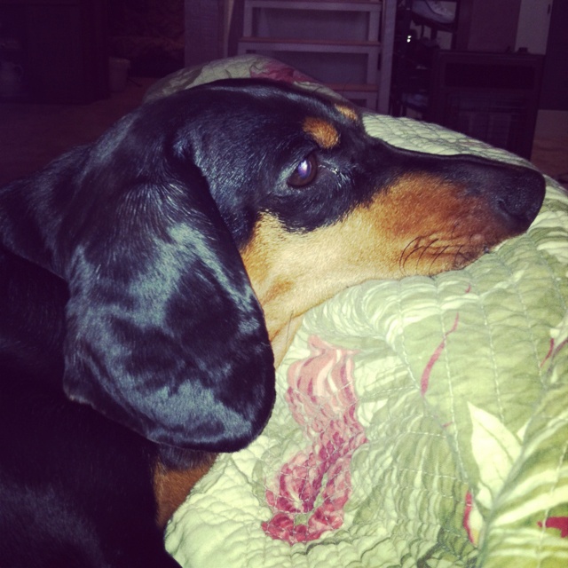 a black and brown dog laying on top of a bed next to a green blanket