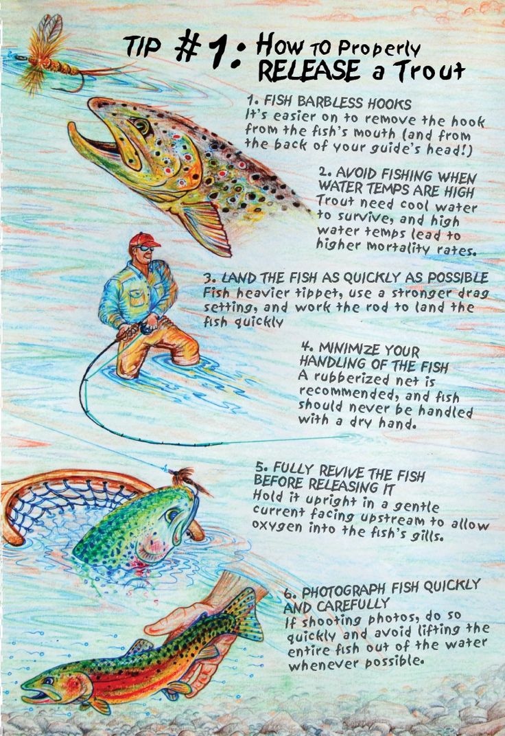 a drawing of different types of fish and their fishing lures, with instructions on how to catch them