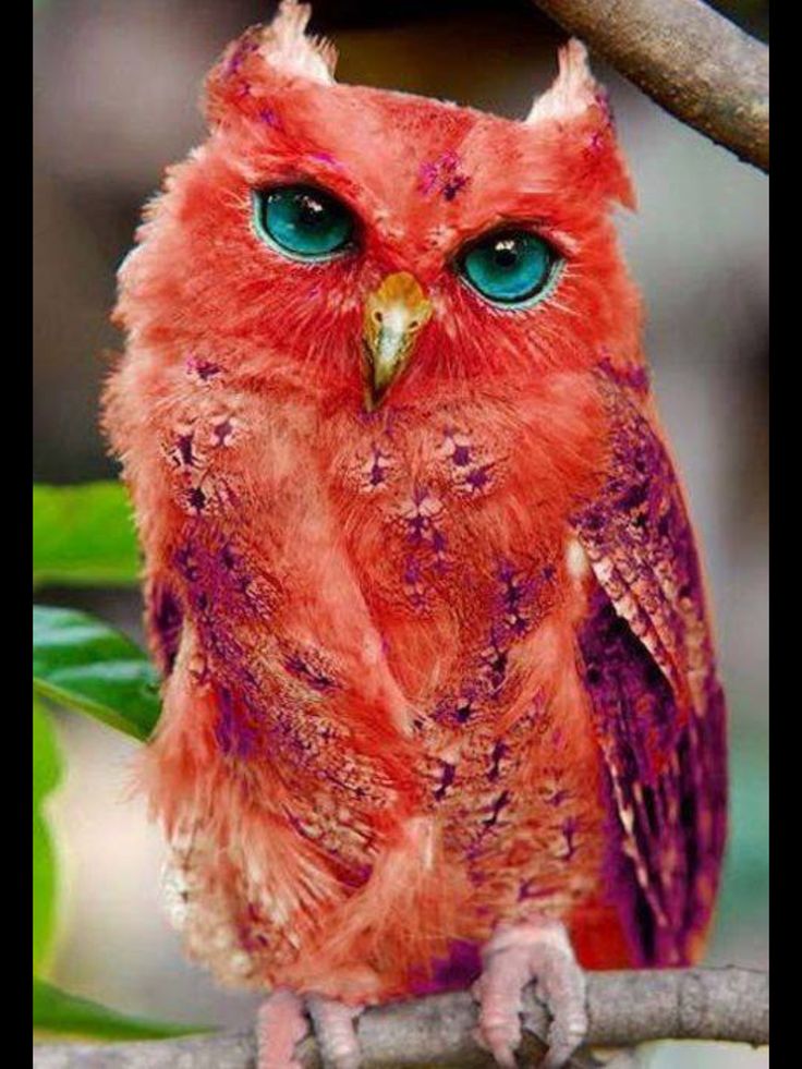 Very Rare Red Owl! Beautiful! Rare animals, Pet birds, Animals wild