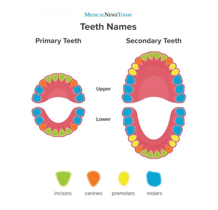 Teeth names: Diagram, types, and functions | Dental hygiene student ...