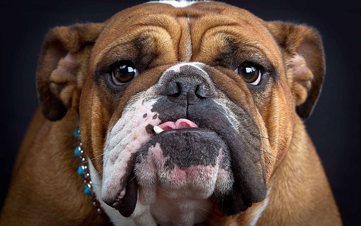 a brown and white dog with its tongue out looking at the camera while wearing a collar