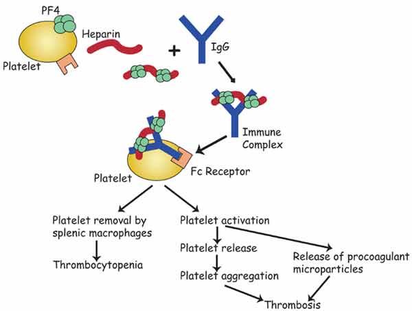 Heparin induced thrombocytopenia. Antibody forms to heparin-PF4 complex that sits on surface of platelet. IgG antibodies. Usually about 10 days after heparin starts.  Gold standard is Serotonin Release Assay but can also just detect the antibodies (IgG by far most common and significant) and then see if adding extra heparin quenches them (you should get a negative or much more decreased result after adding excess heparin) Nursing Pharmacology, Blood Disorders, Nursing Board, Lab Values, Pharmacology Nursing, Diagram Chart, Nurse Rock, Smarty Pants, Pre Med