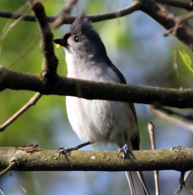 a small bird perched on top of a tree branch