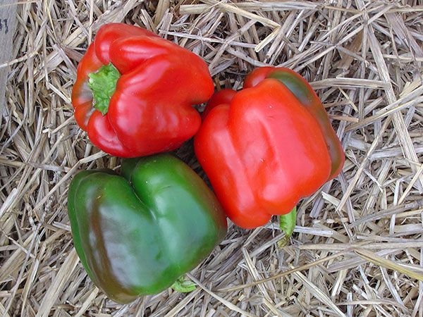 three red and green peppers sitting on top of straw covered ground next to each other