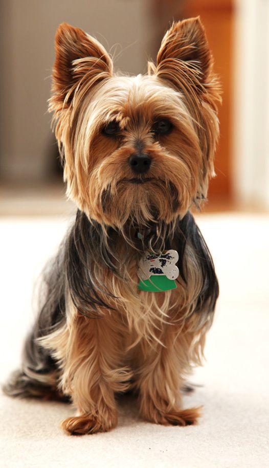 a small brown dog sitting on top of a floor next to a white phone case