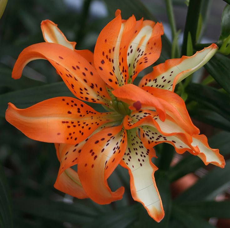 an orange flower with black spots on it