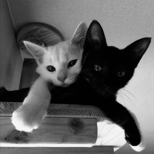 two black and white cats laying on top of each other