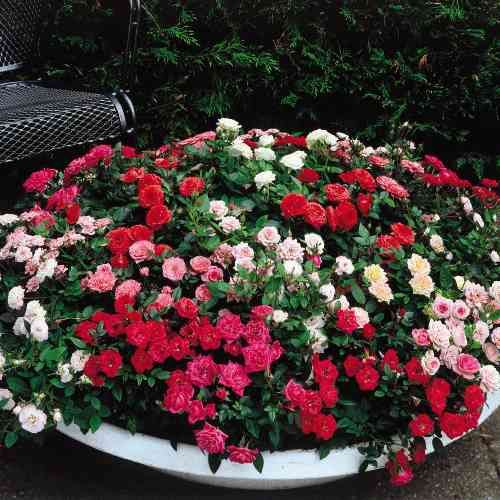 a large white bowl filled with lots of red and pink flowers next to a bench