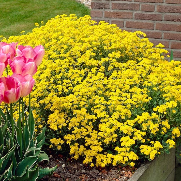 pink and yellow flowers in front of a brick wall