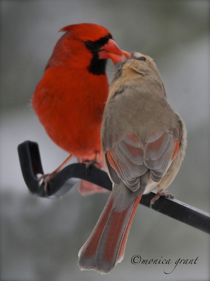 two red birds sitting on top of a metal pole next to each other with their beaks touching