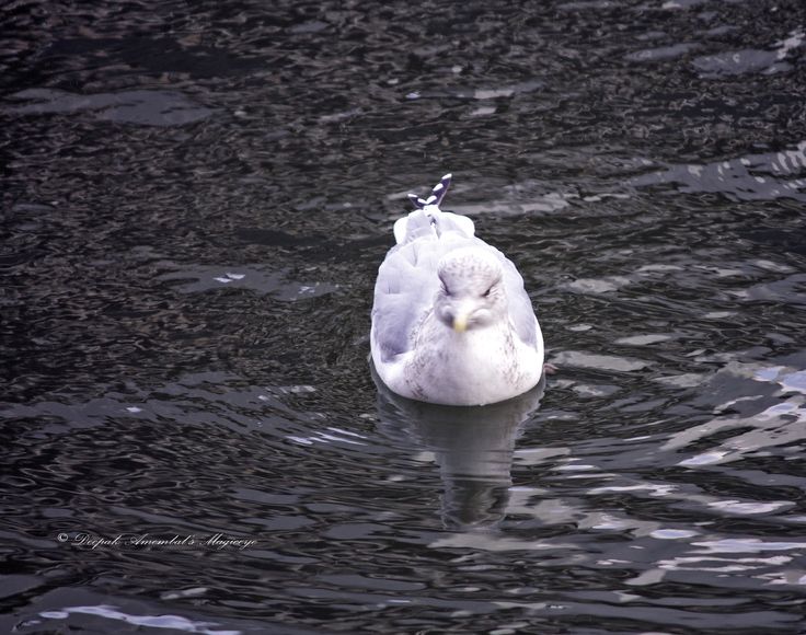 a white bird floating on top of a body of water