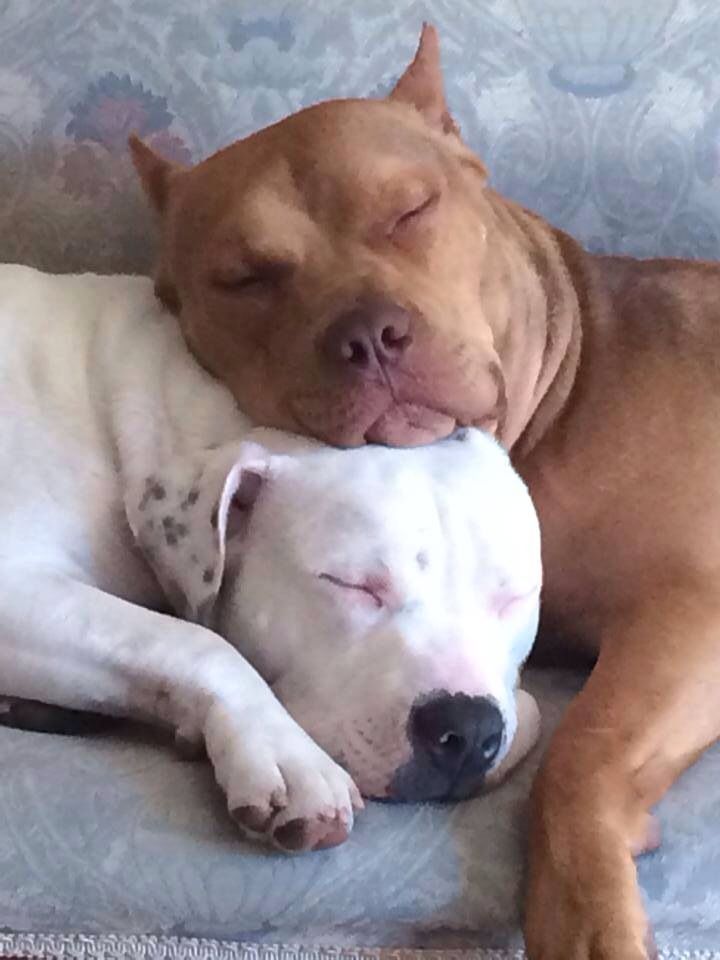 two dogs are cuddling together on the couch