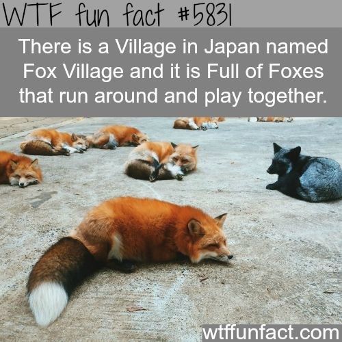 there is a village in japan named fox village and it is full of foxes that run around and play together