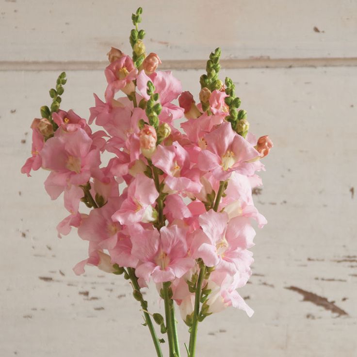 pink flowers are in a glass vase on a white wooden table with an old door behind them