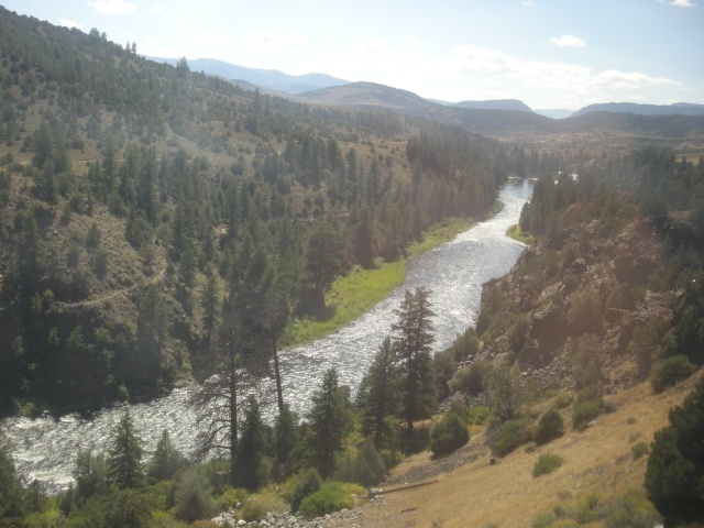 a river flowing through a lush green forest