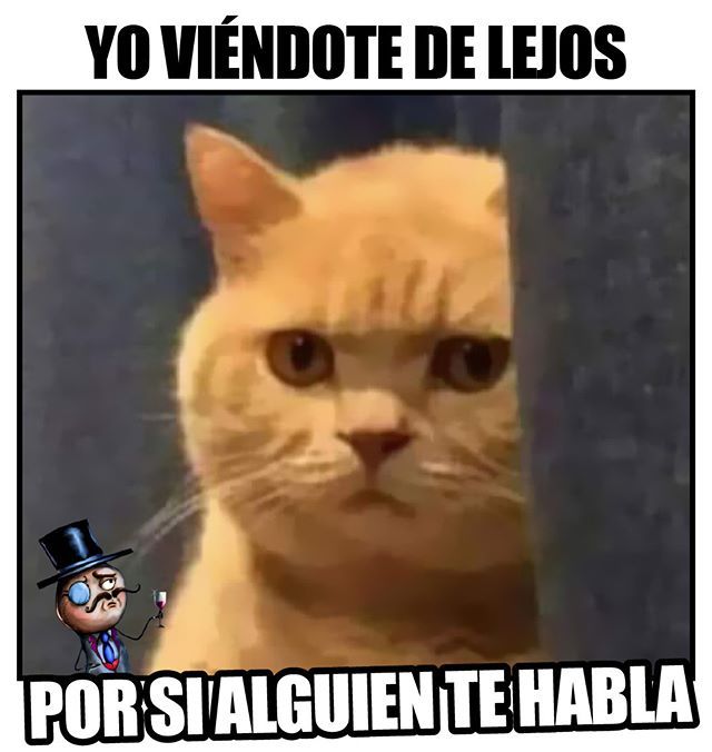 an orange cat wearing a top hat and looking at the camera with caption that reads, yo vendote de leos por si alguient te hablaa