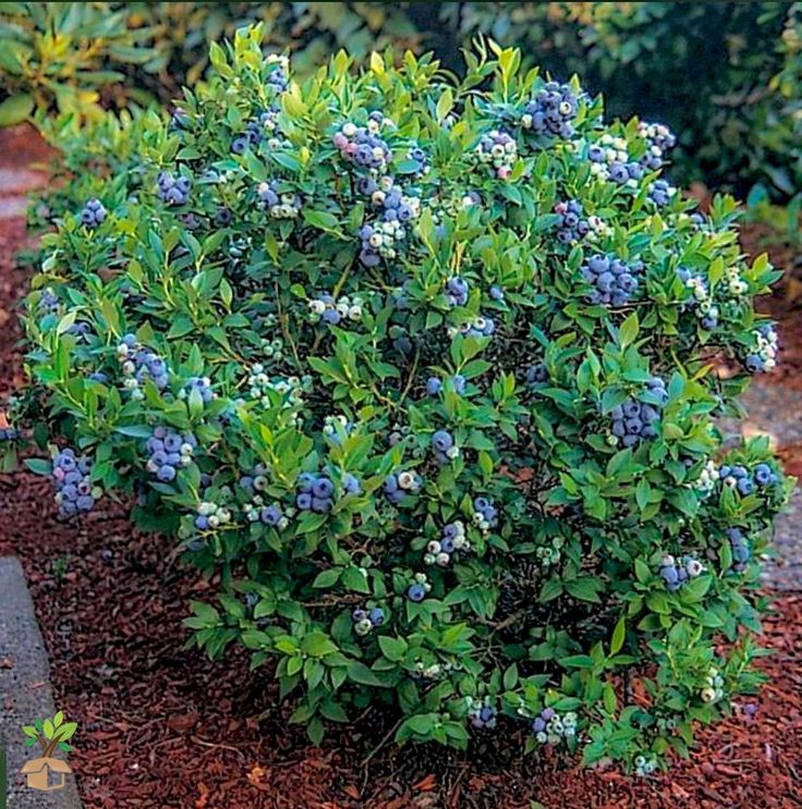 a small bush with blue flowers growing in the ground