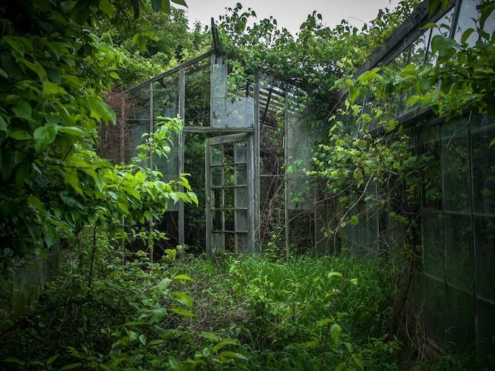 an abandoned greenhouse with overgrown vegetation and vines