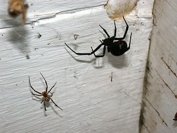 two black and brown spideres on the side of a white wall next to one another