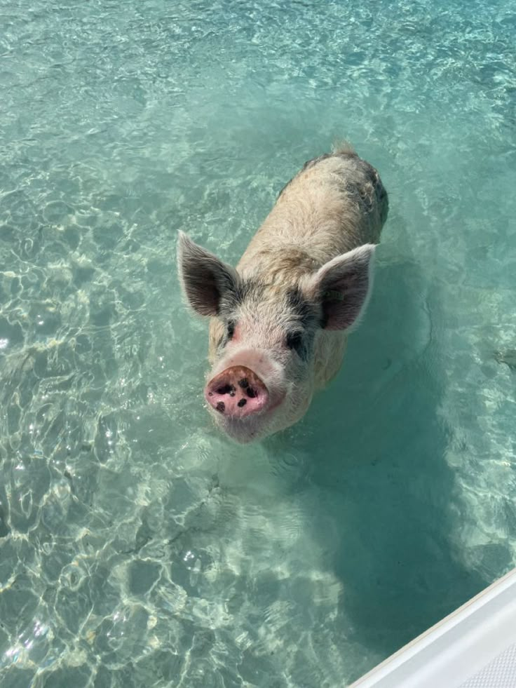 a pig is swimming in the clear blue water