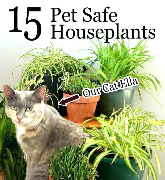 List Of Indoor House Plants Safe For Cats With Low Cost