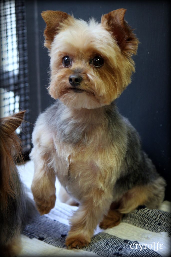 a small dog sitting on top of a bed next to another dog in a cage