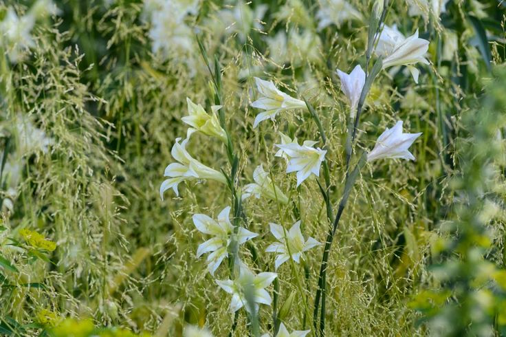 some white flowers are in the middle of tall grass and plants with green leaves around them