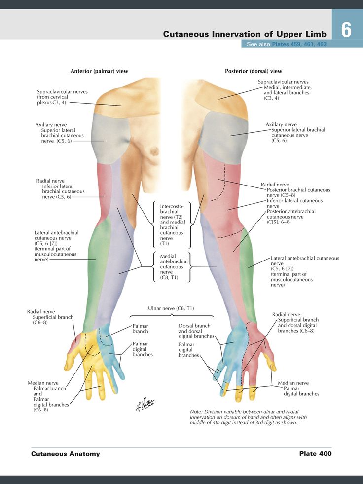 Cutaneous nerve supply forearm, arm, hand Upper Limb Anatomy, Axillary Nerve, Nerve Anatomy, Drawing Arms, Radial Nerve, Ulnar Nerve, Sensory Nerves, Median Nerve, Peripheral Nerve