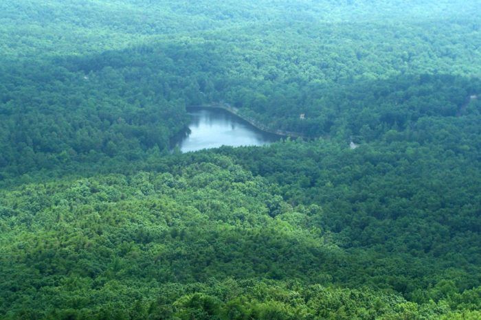 an aerial view of a forest with a lake in the middle