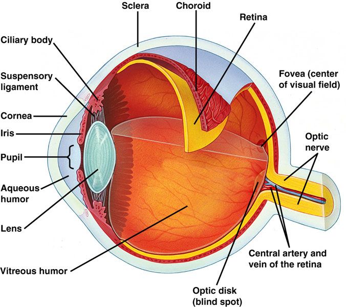 Human Eye | Basic anatomy and physiology, Medical anatomy, Eye anatomy