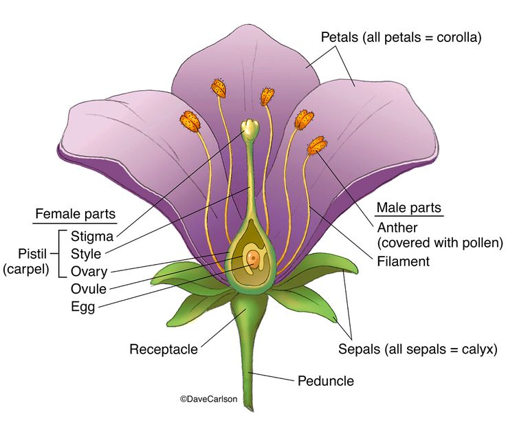 the parts of a flower with labels on it and labeled in english, spanish, and french