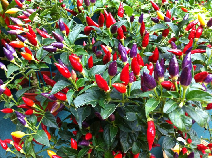 red, yellow and purple peppers are growing on the plant