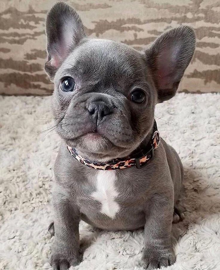 a small gray dog sitting on top of a white rug