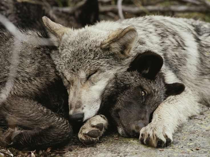 Two Five Month Old Gray Wolf, Canis Lupus, Pups Nap Together | Sleeping ...