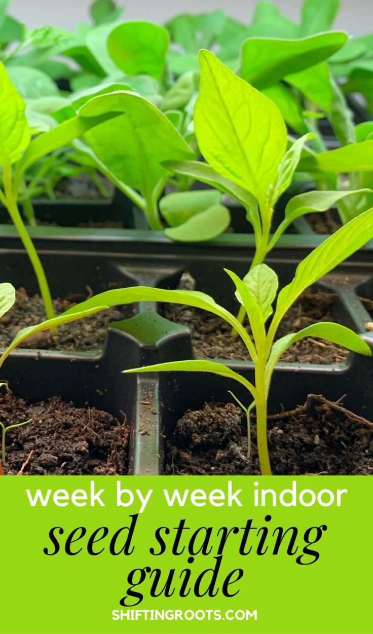 Indoor Seed Starting Schedule for Easy Vegetables & Flowers | Starting ...