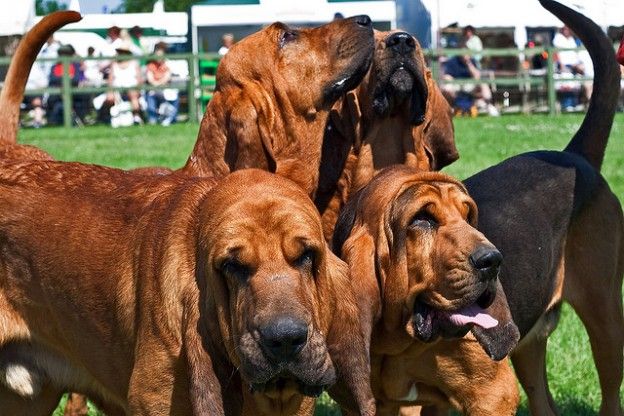 three dogs standing next to each other on top of a grass covered field with people in the background