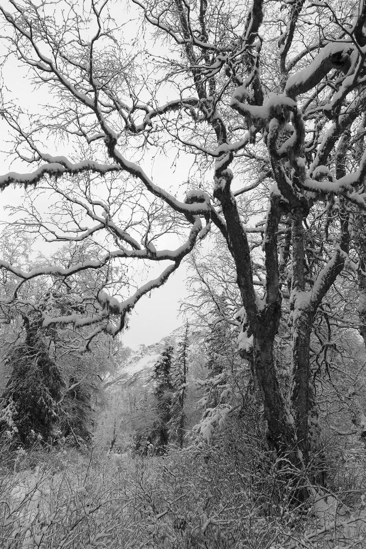 black and white photograph of snow covered trees in the woods on a cold day with no leaves