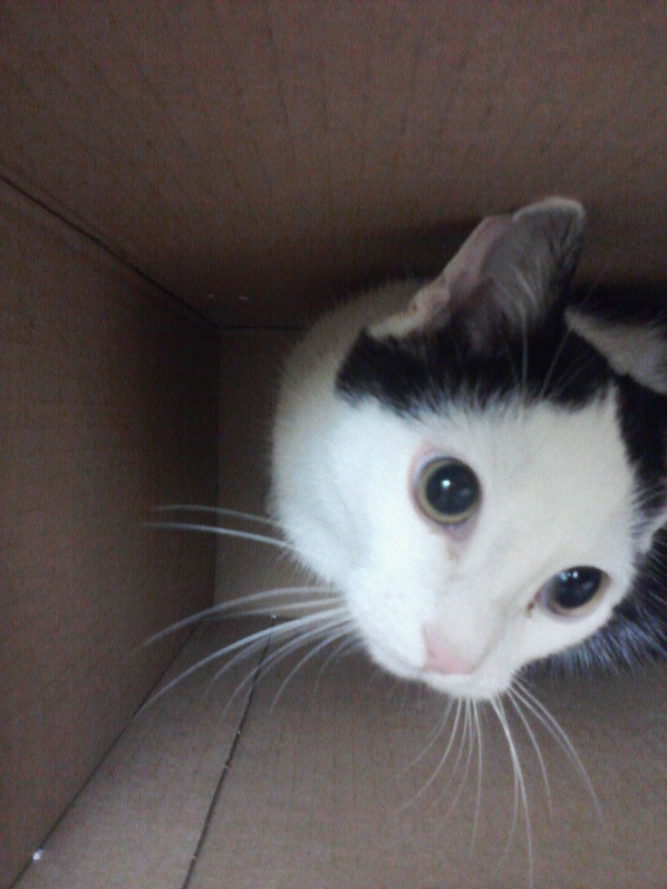 a black and white cat sitting in a cardboard box looking at the camera with big eyes