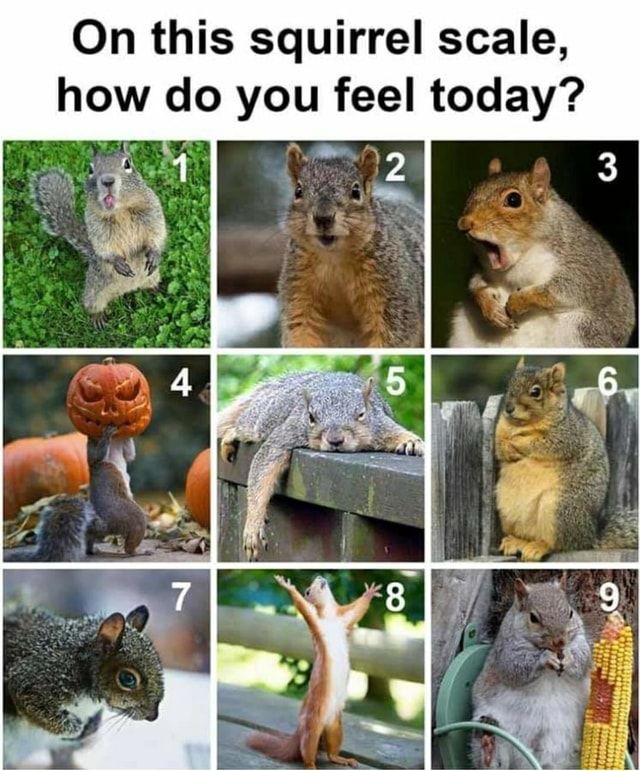 an image of squirrels and other animals that are in the same photo, with caption saying on this squirrel scale how do you feel today?